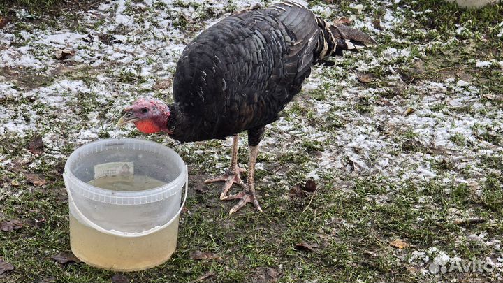 Индюки домашние