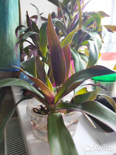 Комнатные цветы. Рео