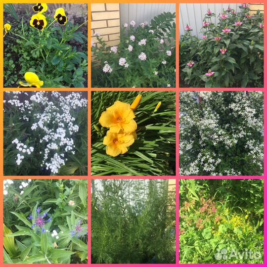 Многолетние цветы