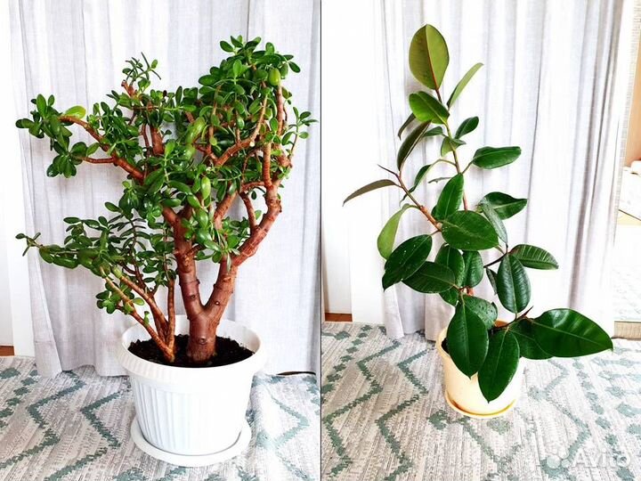 Большие растения денежное дерево фикус эластика