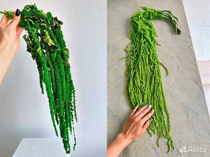 Амаpaнт крапива, ель, утолщенный