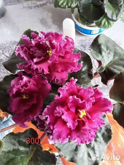 Сортовые цветущие фиалки(сенполии)