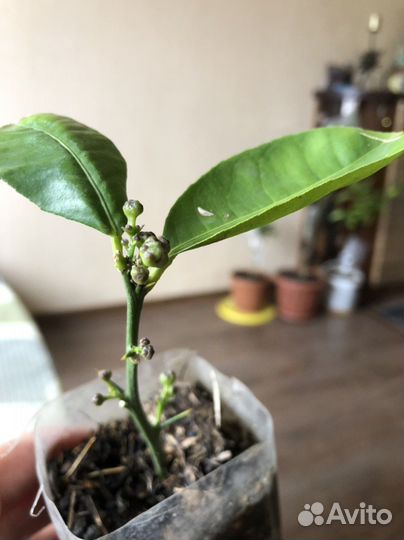 Лимон плодоносящий