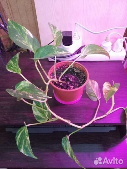 Продам цветочки разные