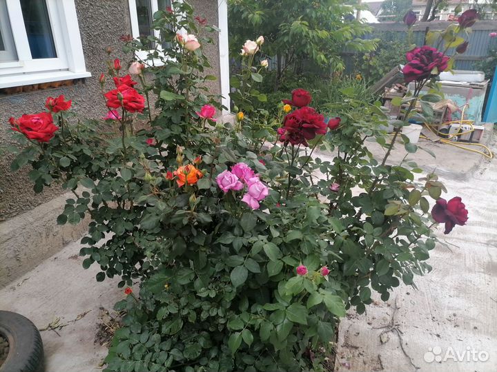 Розы на срез