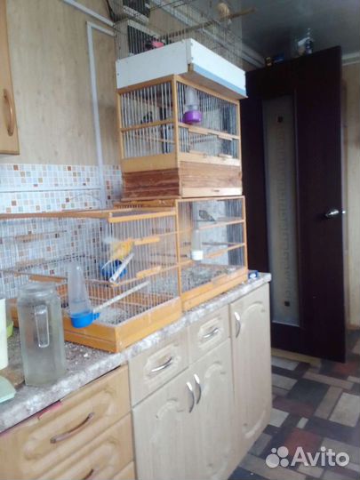 Кенара и канарейки