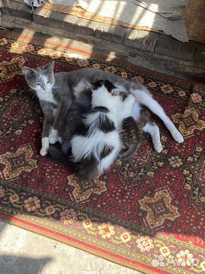 Котята в добрые руки