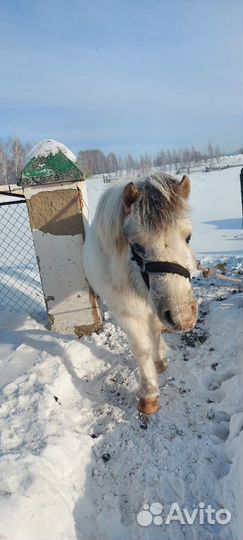 Пони жеребец