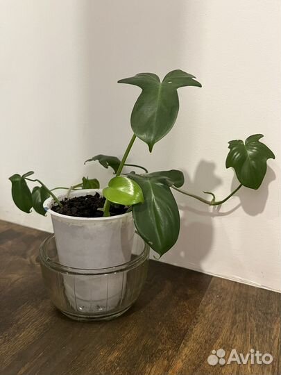Филодендрон гитаровидный