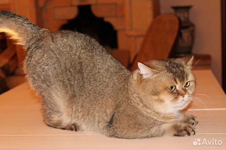Кот на вязку
