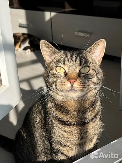 Кот великолепный полосатый