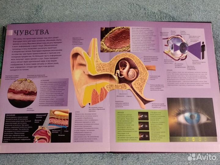 Книга энциклопедия тело человека в картинках Эксмо