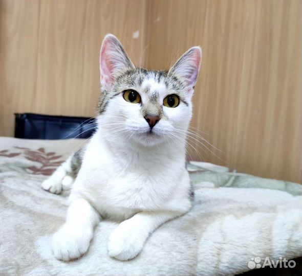 Кошка в добрые руки