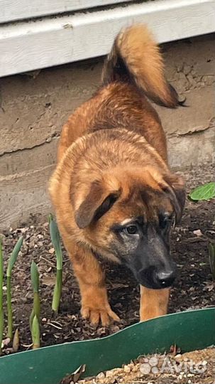 Отдам щенка метиса таксы рыжего мальчика