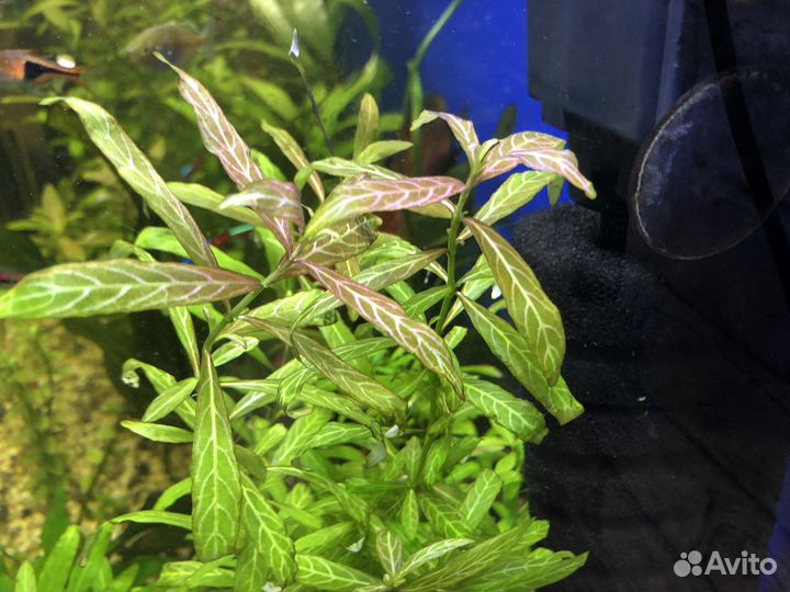 Аквариумные растения, креветки вишни