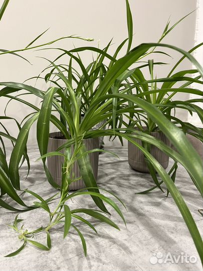 Хлорофитум зеленый