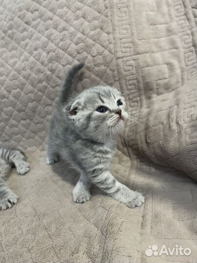 Вислоухие котята