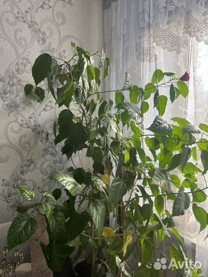 Комнатные цветы розы