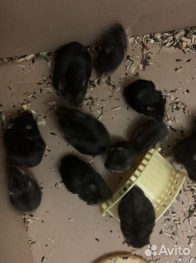 Хомячки джунгарики 1 -2 месяца