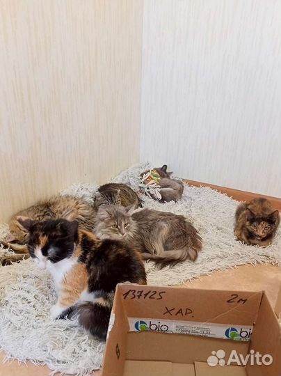Кошки и коты в добрые руки