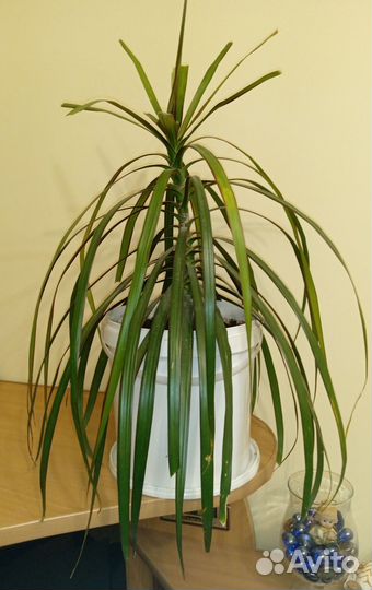 Драцена Маргината (пальма)