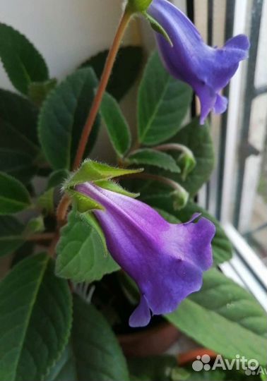 Фиалка глоксинья алое