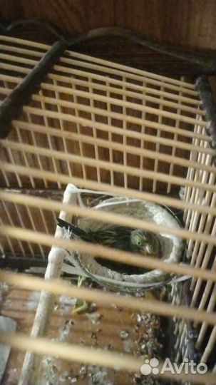 Кенара и канарейки