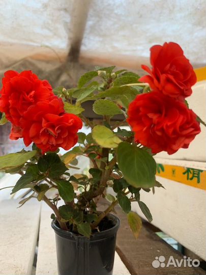 Бальзамин орандж энерджи