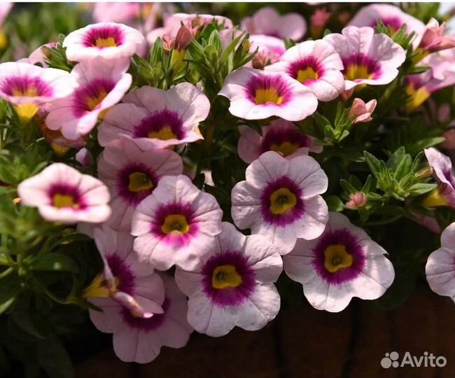 Черенки калибрахоа