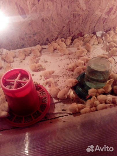 Техасский перепел