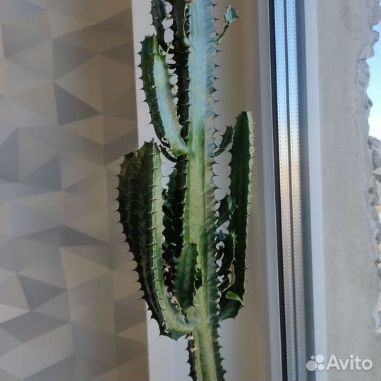 Кактус молочай