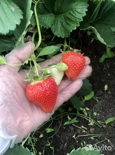 Саженцы клубники Кабрилло