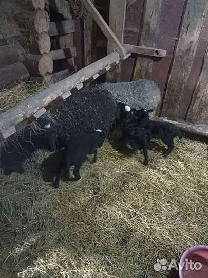 Овцы с ягнятами