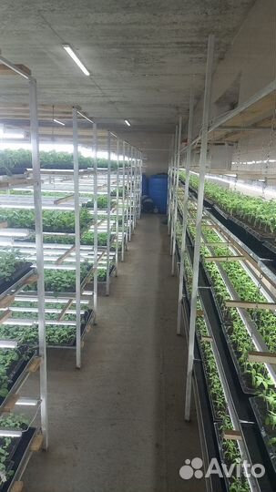 Рассада цветы бархатцов
