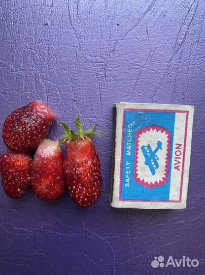 Элитная Земляника клубника саженцы