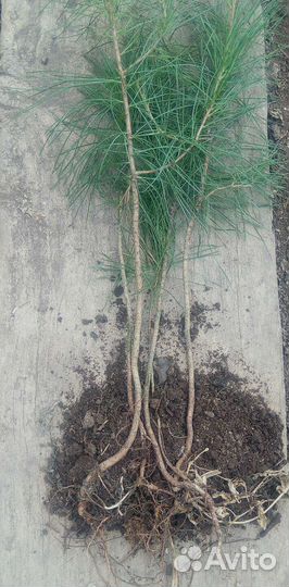 Саженцы Хвойных