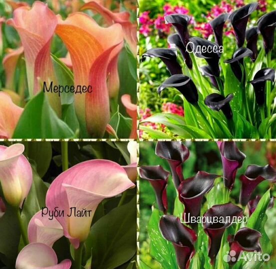 Клубни каллы