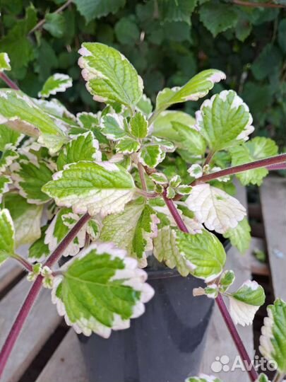 Плектрантус вариегатный