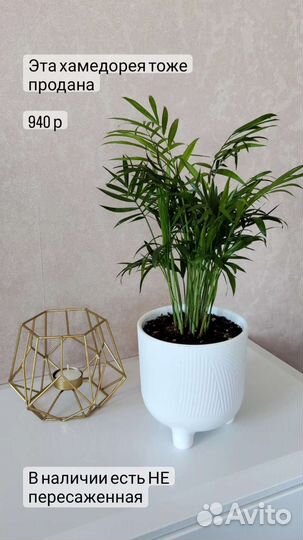 Горшечные комнатные цветы