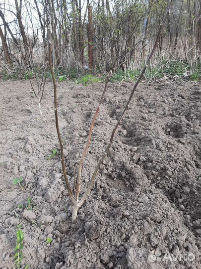 Грецкий орех саженцы