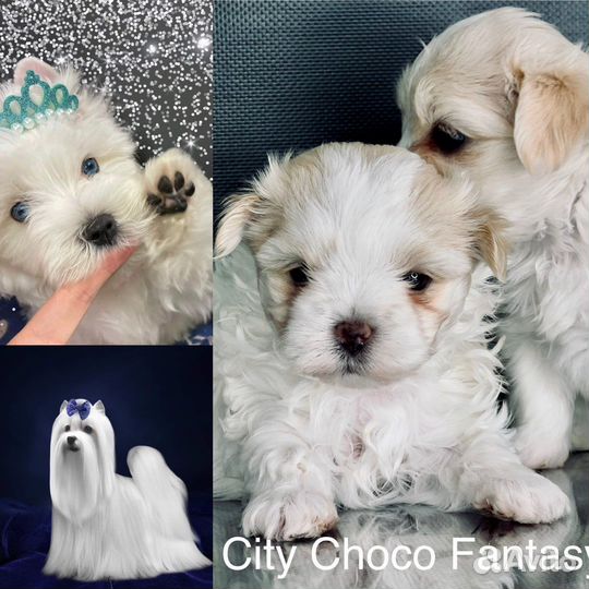 Белый цветной йорк