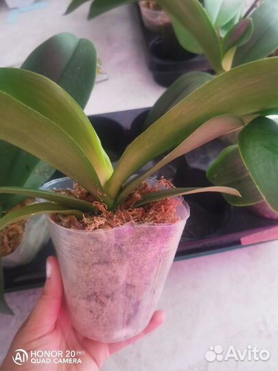 Орхидея фаленопсис голд леопард gold leopard pelor