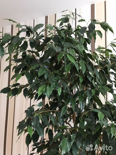 Фикус Бенджамина, большой