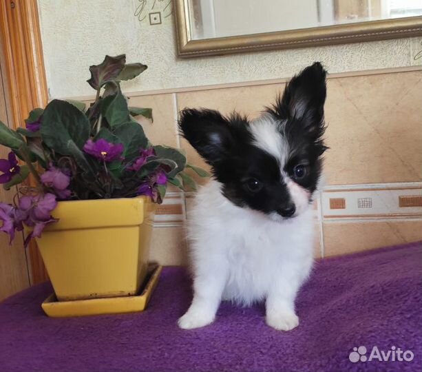 Папийон девочка