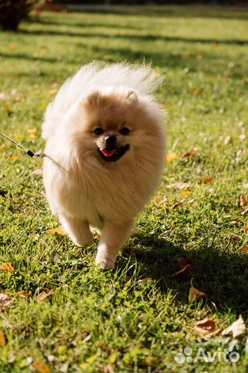 Померанский шпиц для вязки