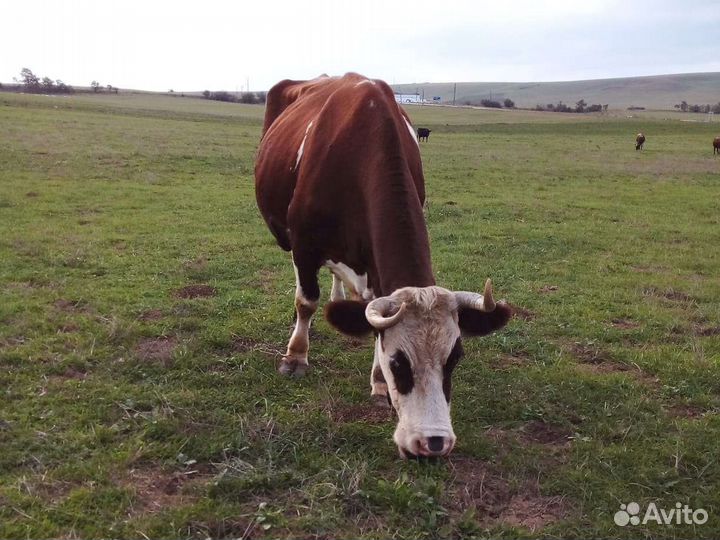 Корова дойная