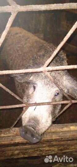 Поросята помесь