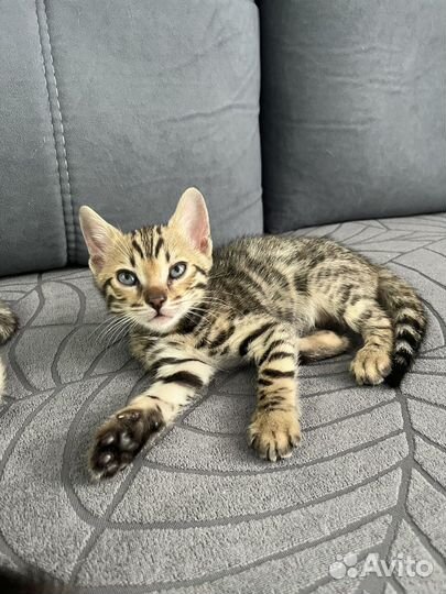 Бенгальские котята