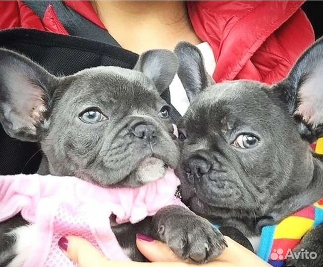 Французский бульдог мини