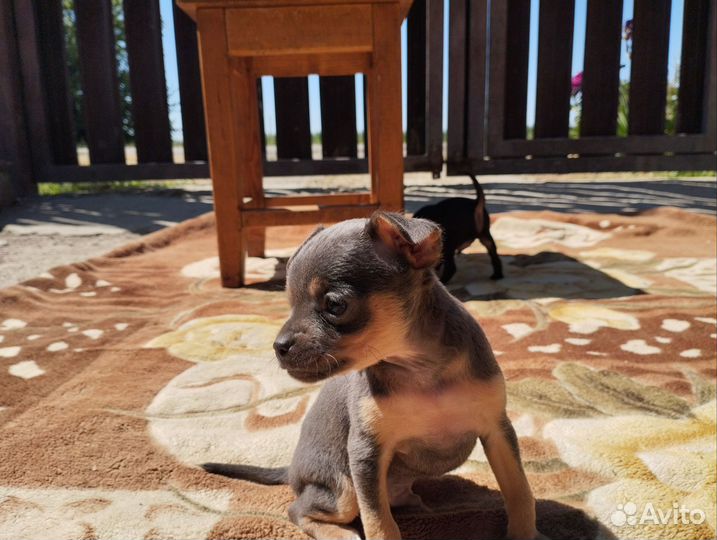 Мини той-терьер